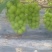 四川阳光玫瑰大量上市产地直发量大价优可视频看货欢迎老板