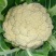花菜种子喜松100中熟小米粒青梗松花颜色雪白靓丽