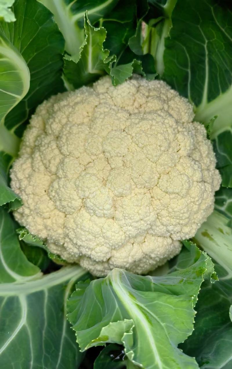 花菜种子喜松100中熟小米粒青梗松花颜色雪白靓丽