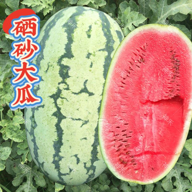 硒砂瓜大量上市，欢迎新老客户前来合作，一次合作终身朋友