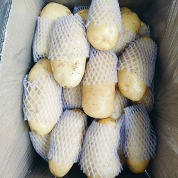 大量供应滕州冷库土豆荷兰v7沃土大棚货陆地土豆