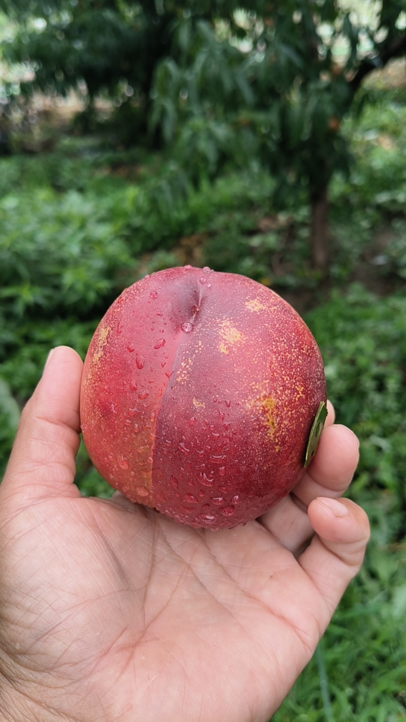红油桃