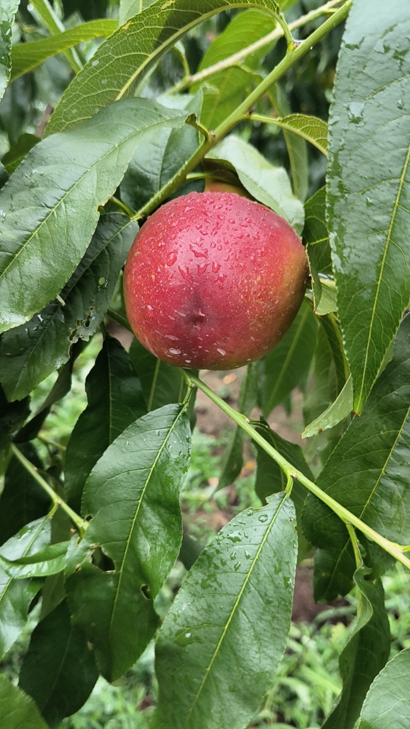 红油桃