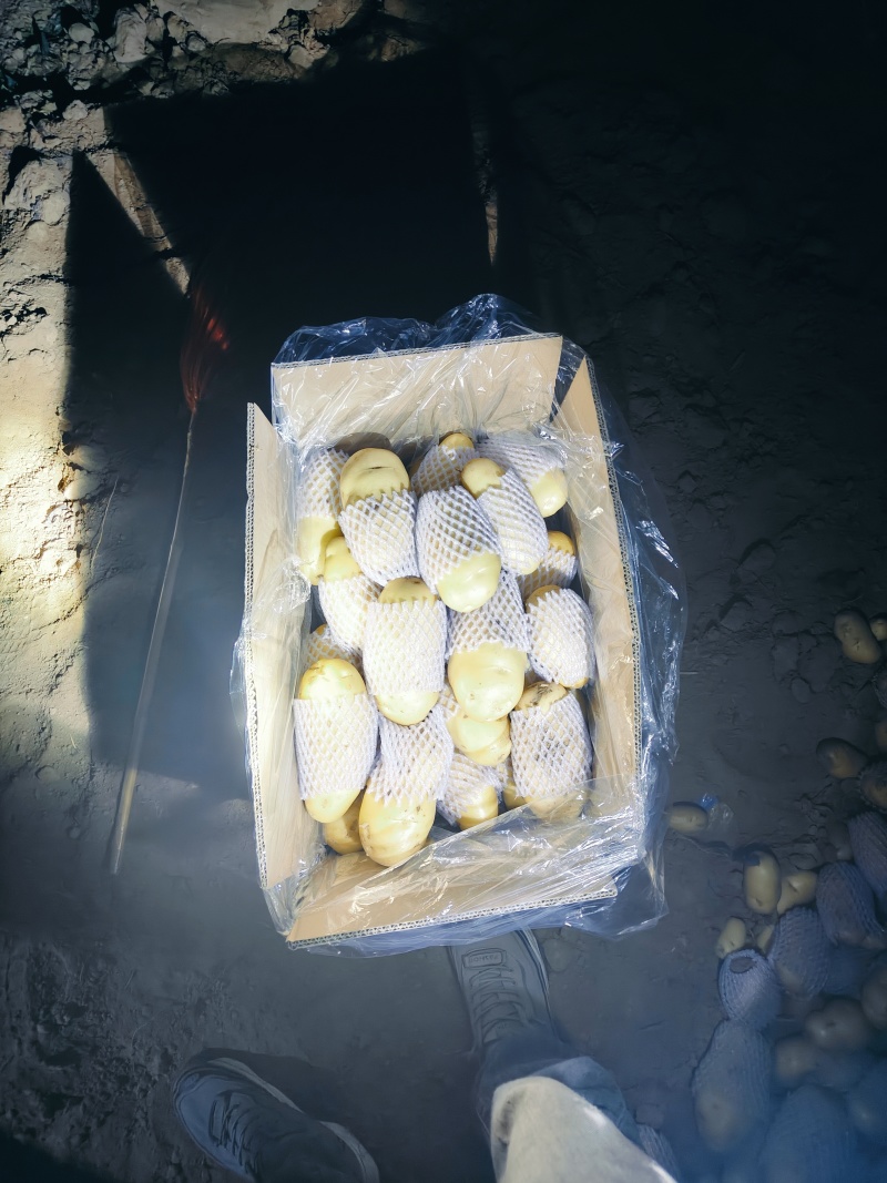 大量供应滕州冷库土豆荷兰v7沃土大棚货陆地土豆