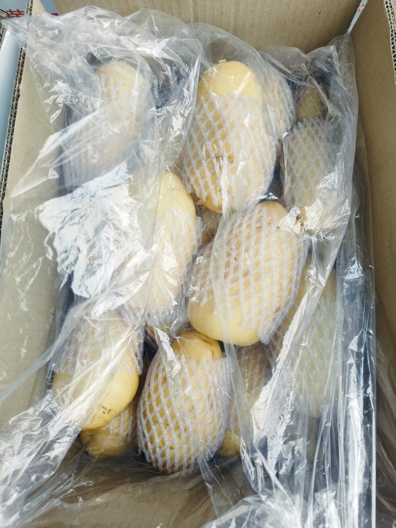大量供应滕州冷库土豆荷兰v7沃土大棚货陆地土豆