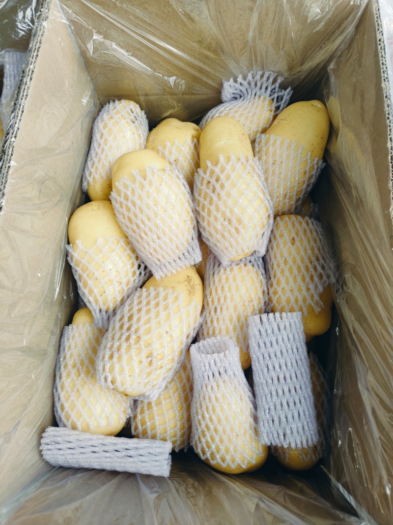 大量供应滕州冷库土豆荷兰v7沃土大棚货陆地土豆