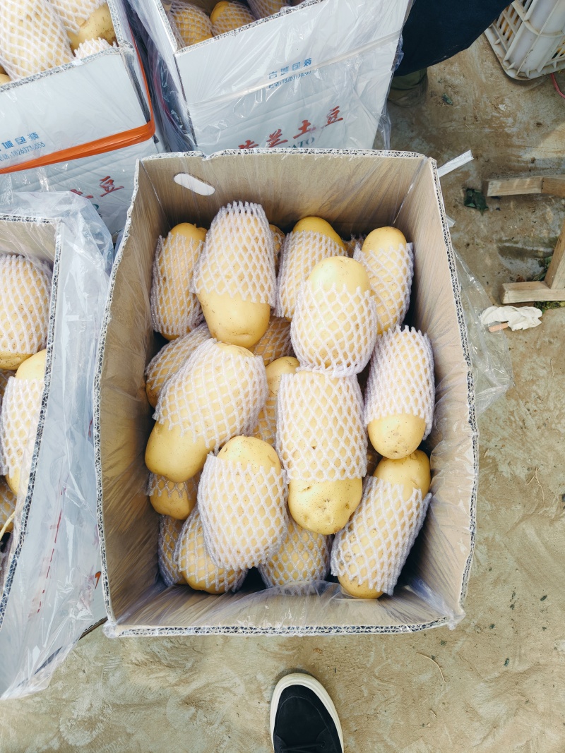大量供应滕州冷库土豆荷兰v7沃土大棚货陆地土豆