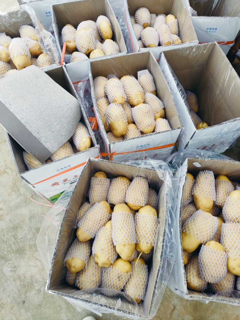 大量供应滕州冷库土豆荷兰v7沃土大棚货陆地土豆