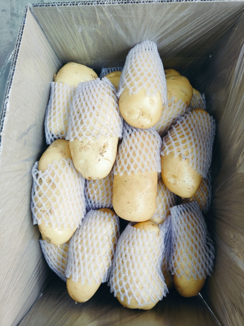 大量供应滕州冷库土豆荷兰v7沃土大棚货陆地土豆
