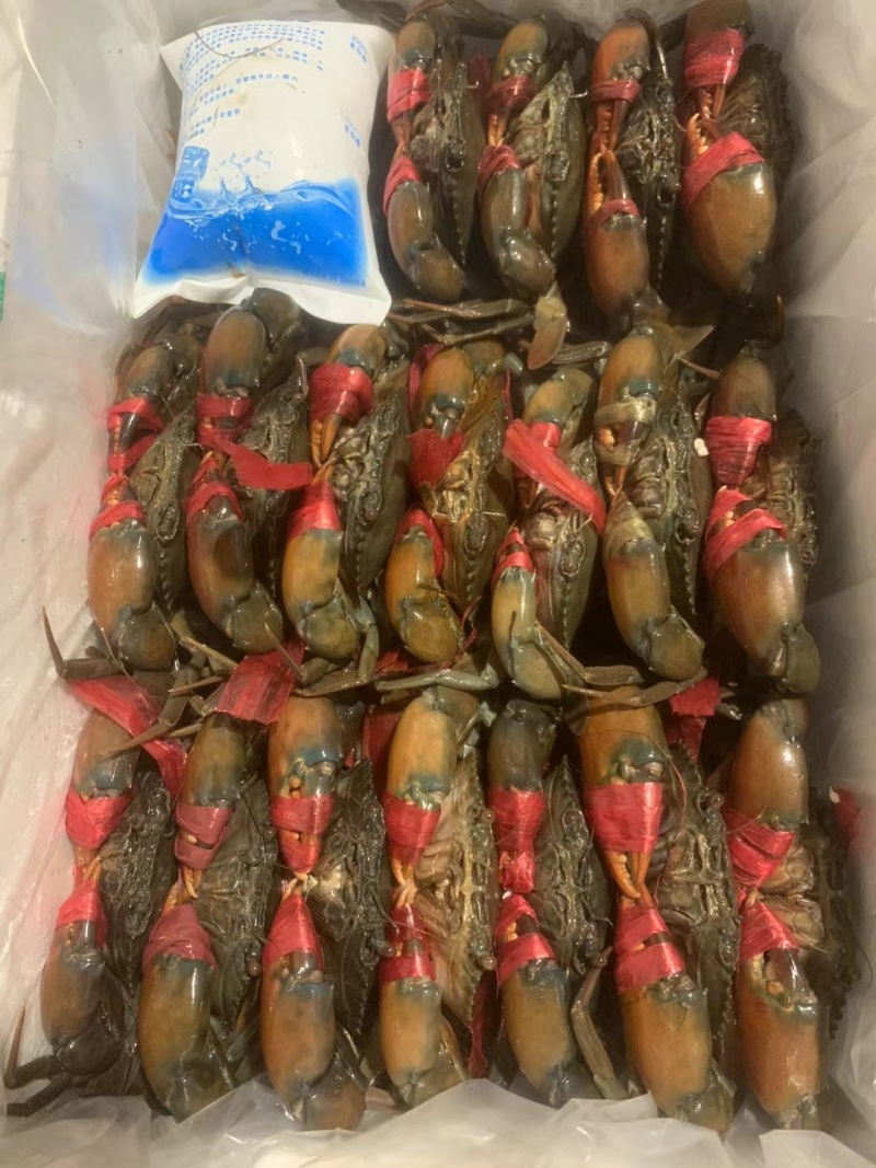 青蟹，冰鲜蟹，活冻蟹慢抓蟹，肉蟹煲，香辣蟹用，