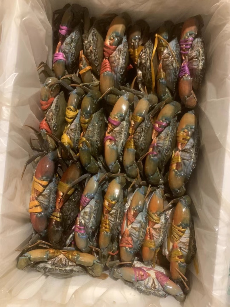 青蟹，冰鲜蟹，活冻蟹慢抓蟹，肉蟹煲，香辣蟹用，