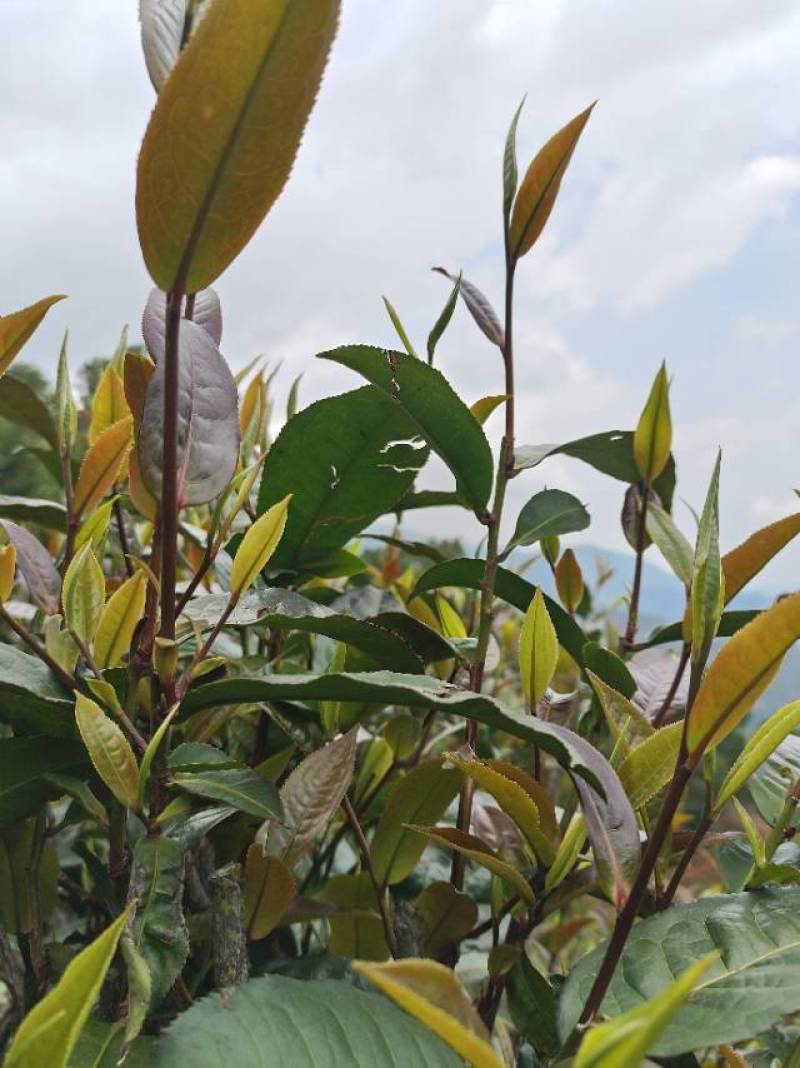 临沧茶区普洱古树紫芽茶