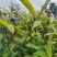 临沧茶区普洱古树紫芽茶