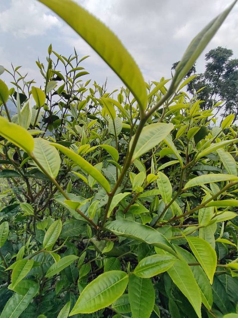 临沧茶区普洱古树紫芽茶
