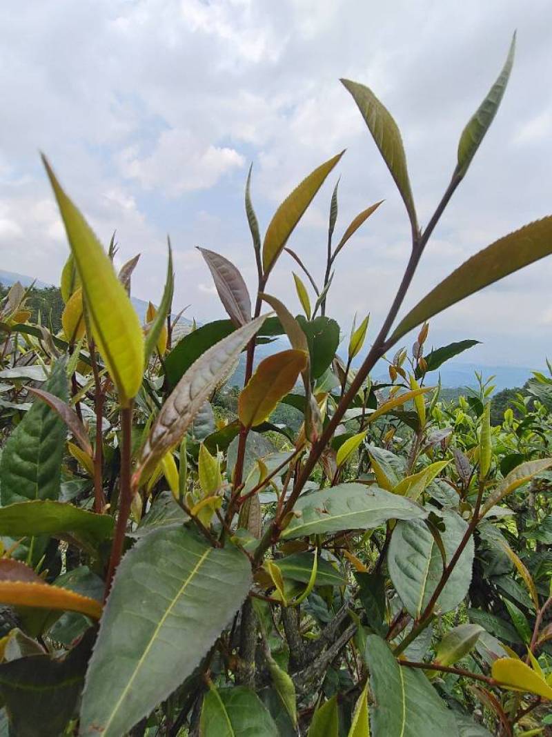临沧茶区普洱古树紫芽茶