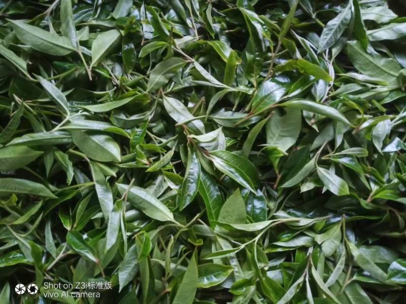 临沧茶区普洱古树紫芽茶
