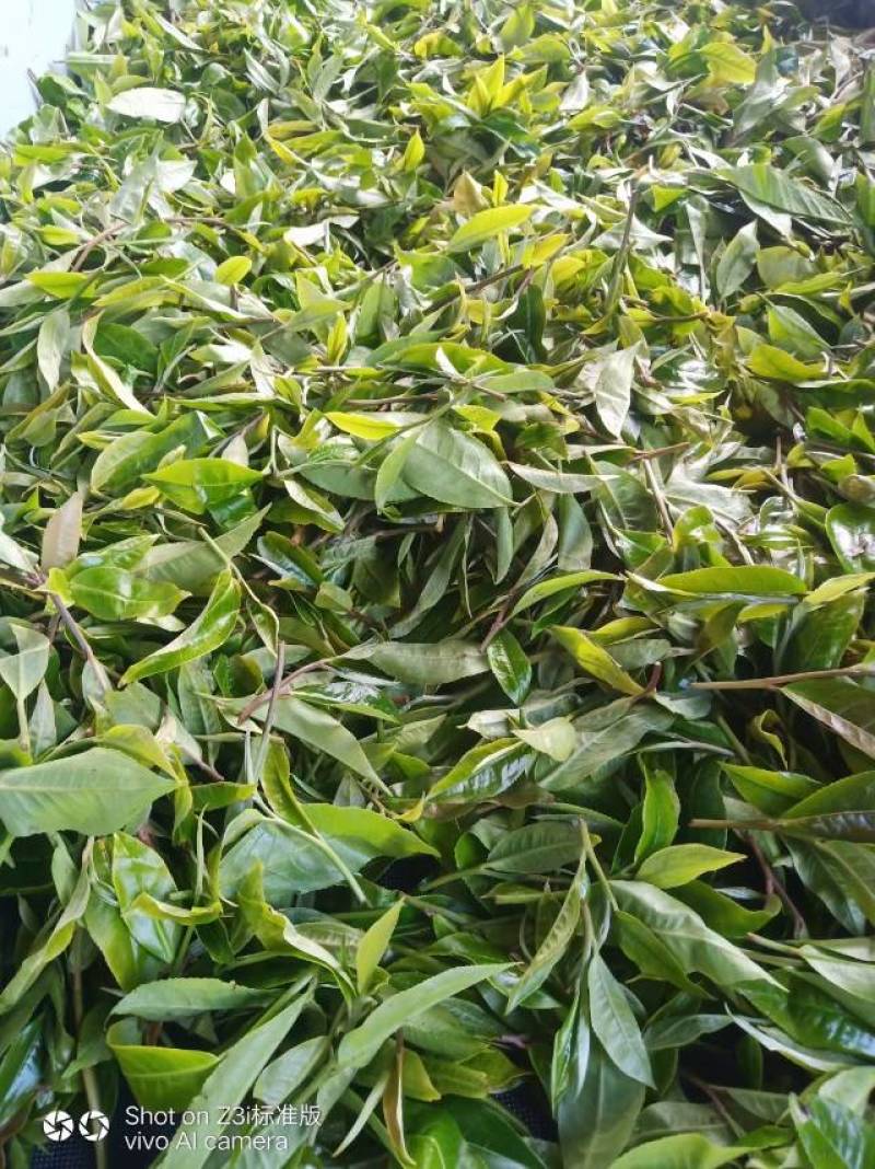 临沧茶区普洱古树紫芽茶