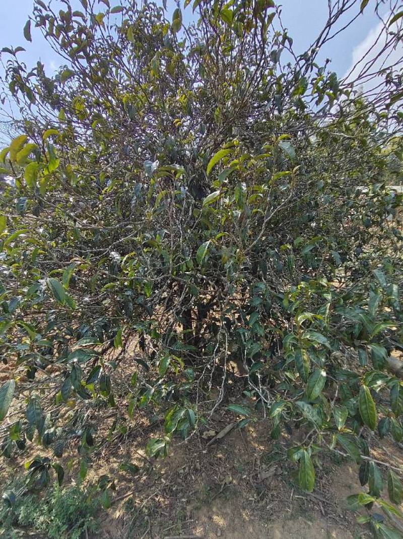 临沧茶区普洱古树紫芽茶
