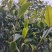 临沧茶区普洱古树紫芽茶
