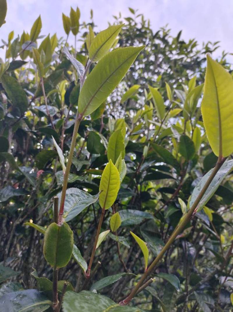 临沧茶区普洱古树紫芽茶