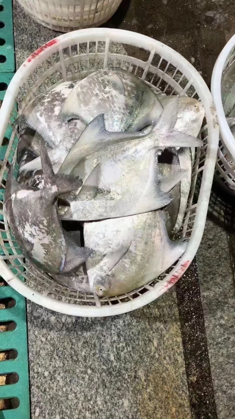 斗鲳鱼