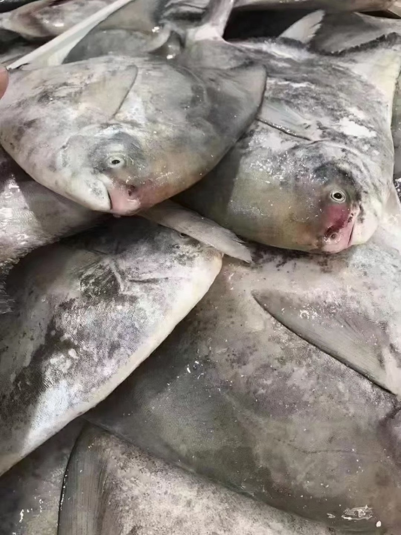斗鲳鱼