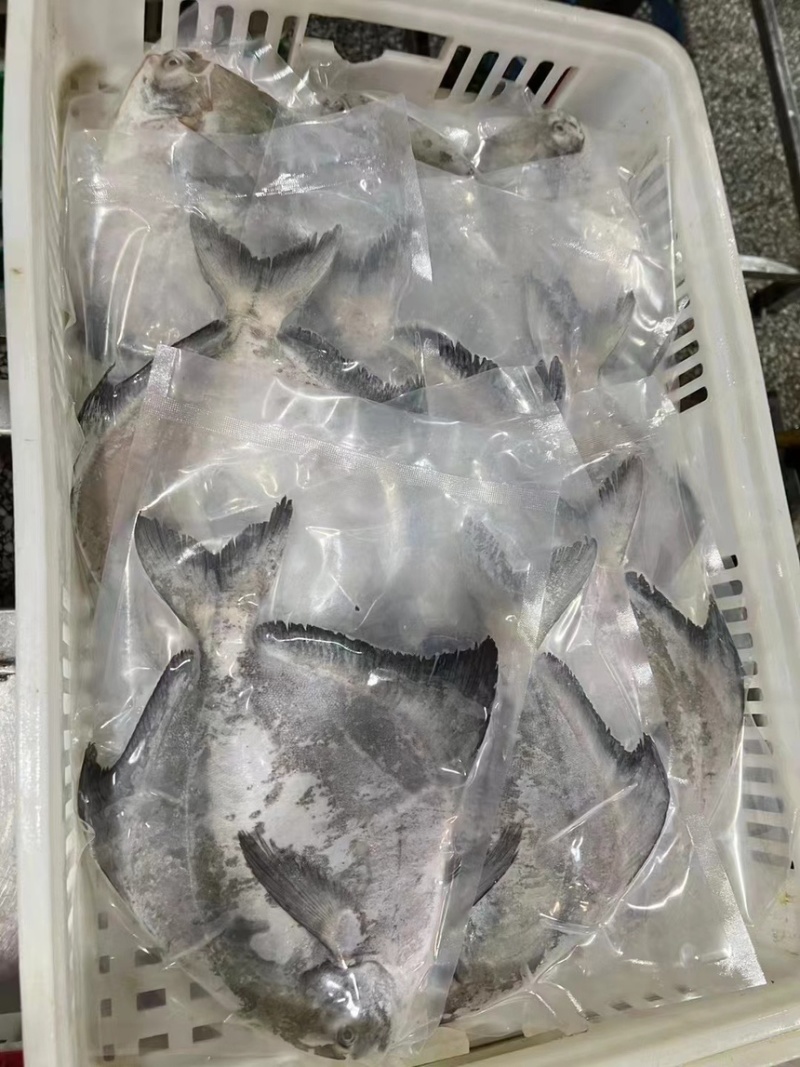 斗鲳鱼