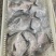 斗鲳鱼