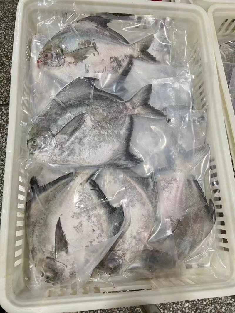 斗鲳鱼