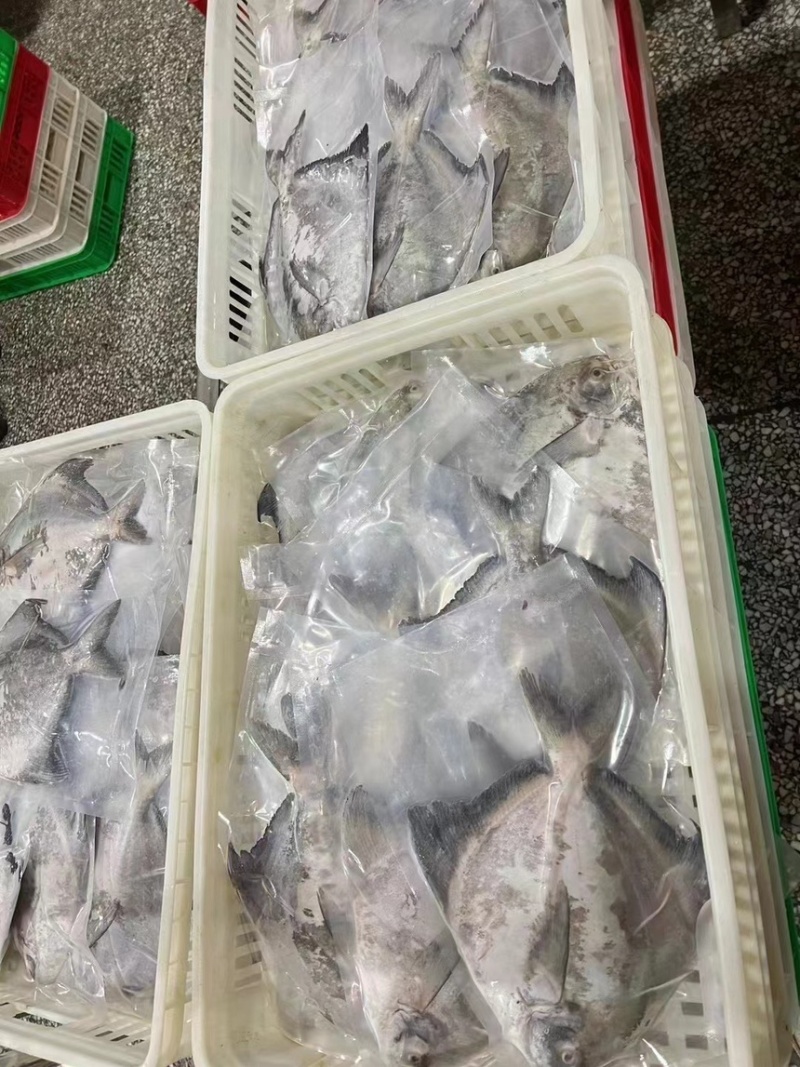 斗鲳鱼