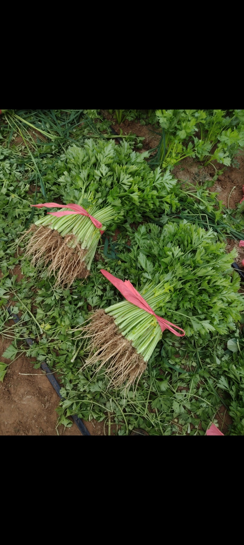精品香芹，割，拔