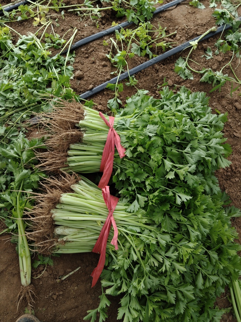 精品香芹，割，拔