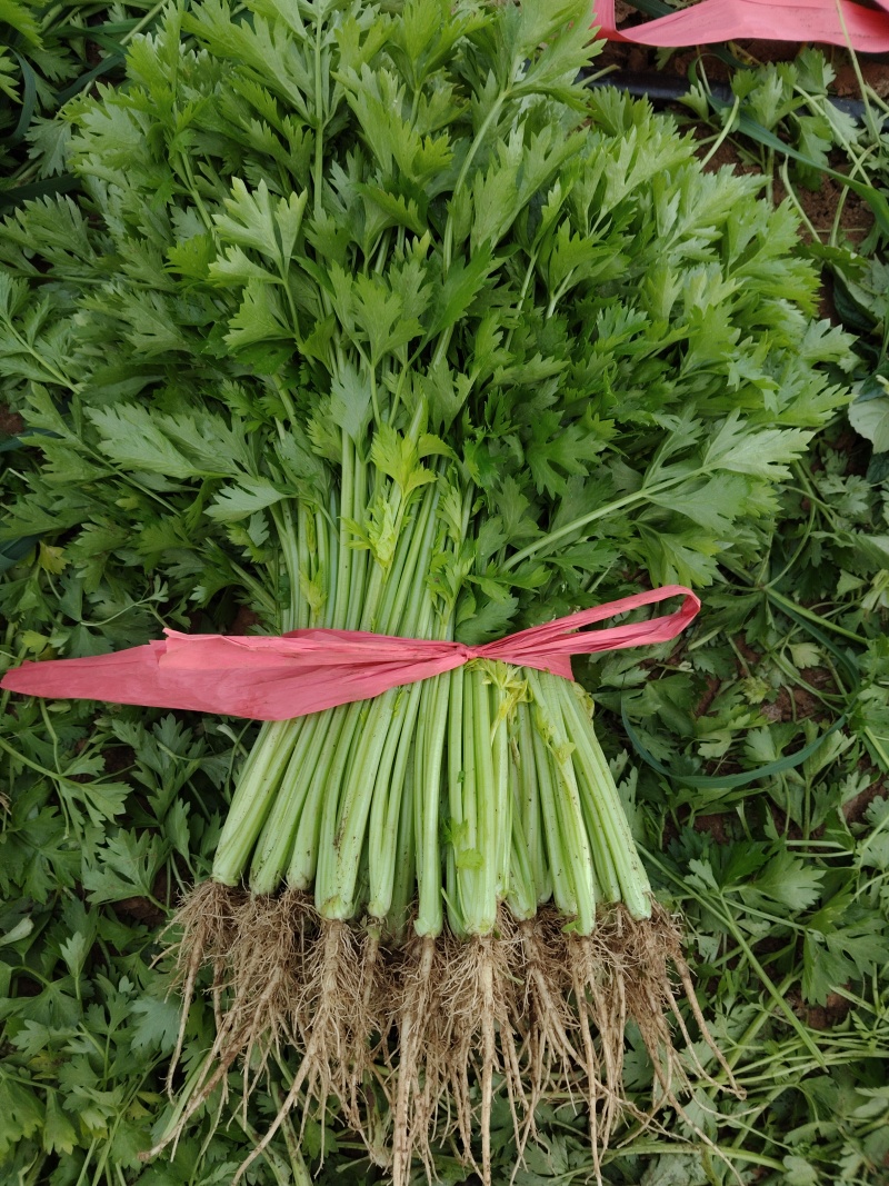 精品香芹，割，拔