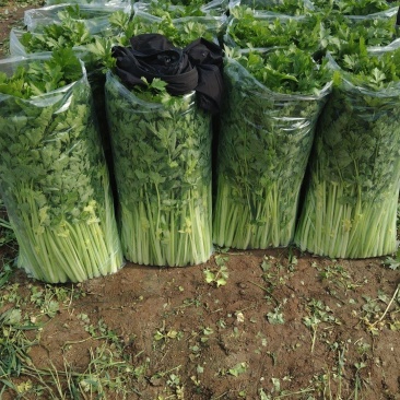 精品香芹，割，拔