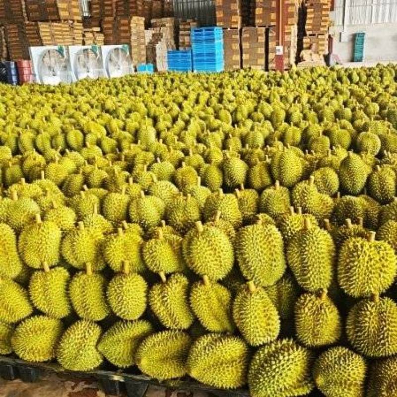 金枕榴莲