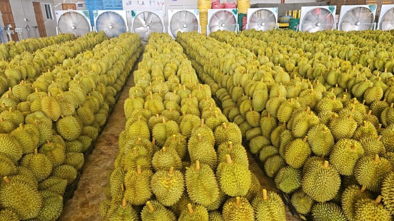 金枕榴莲