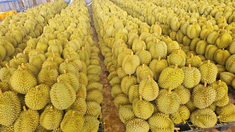 金枕榴莲
