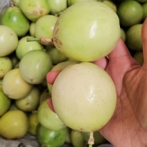 广西桂林荔浦钦蜜9号百香果，个头大，颜色漂亮，口感纯甜。