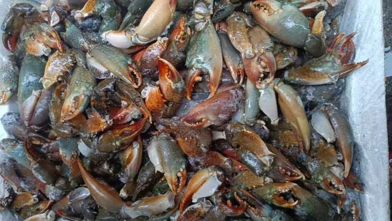 冰鲜蟹脚，冻蟹脚，大蟹钳基地直发一手货源量大从优