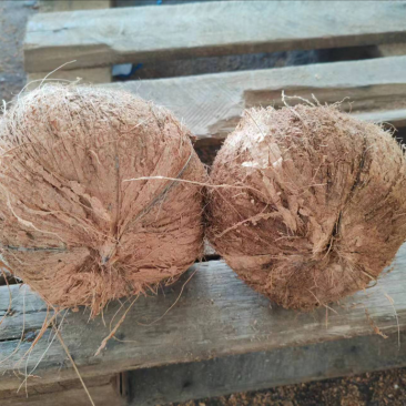 海南毛椰红毛大椰