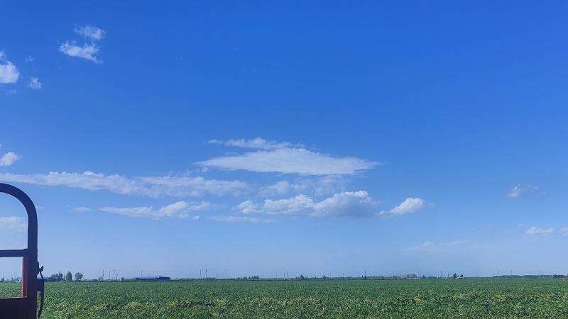 新疆甜王西瓜，安农西瓜