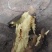 一指香板栗薯，山西运城盐湖区，秦薯五号，干面无丝甜