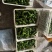 湖北恩施利川虎皮青椒大量供应保质保量对接全国市场