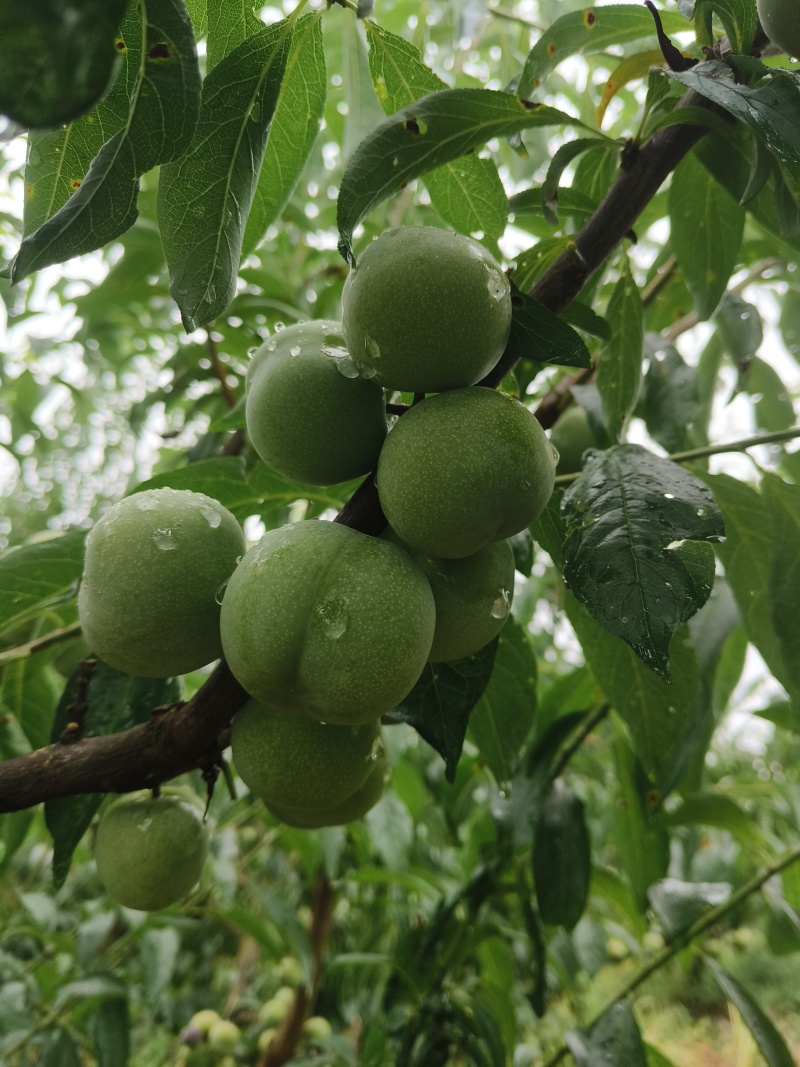 半边红茵红李