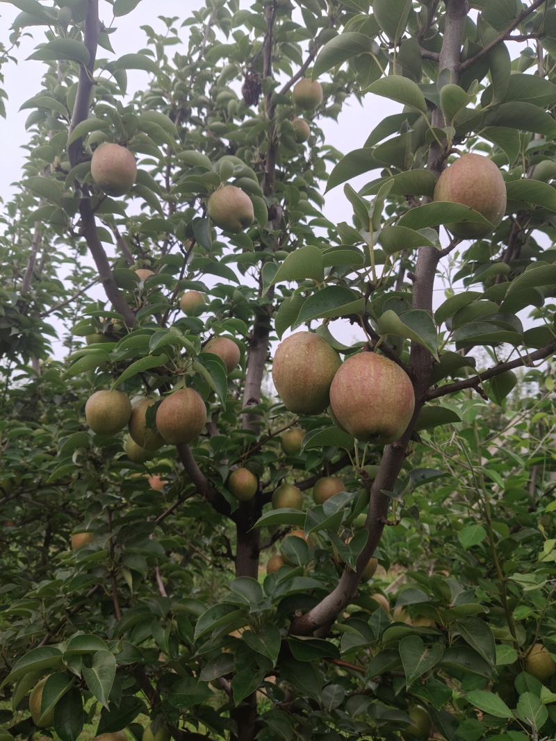 邢台威县新梨7号大量上市。脆甜多汁，可视频看货量大从优