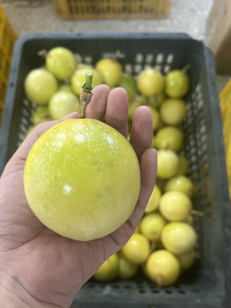 黄金百香果，电商货市场货，支持一件代发！