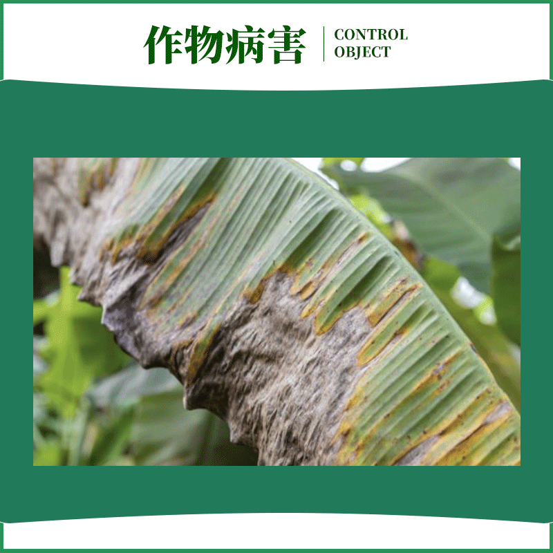 青岛格力斯农药丙宝50%丙环唑香蕉叶斑病铝瓶治疗内吸杀菌
