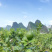 香水柠檬
