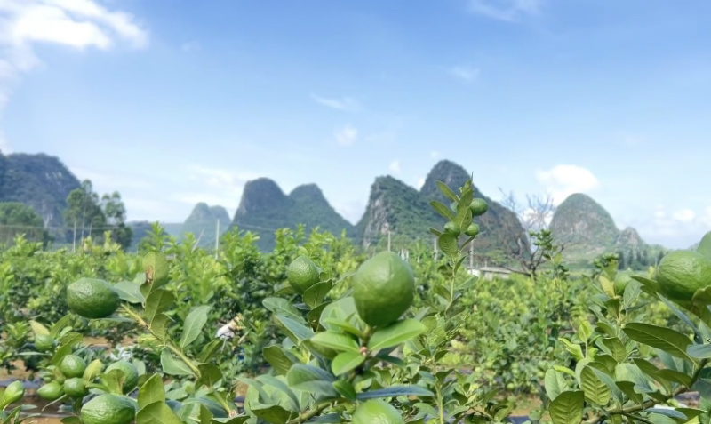 香水柠檬