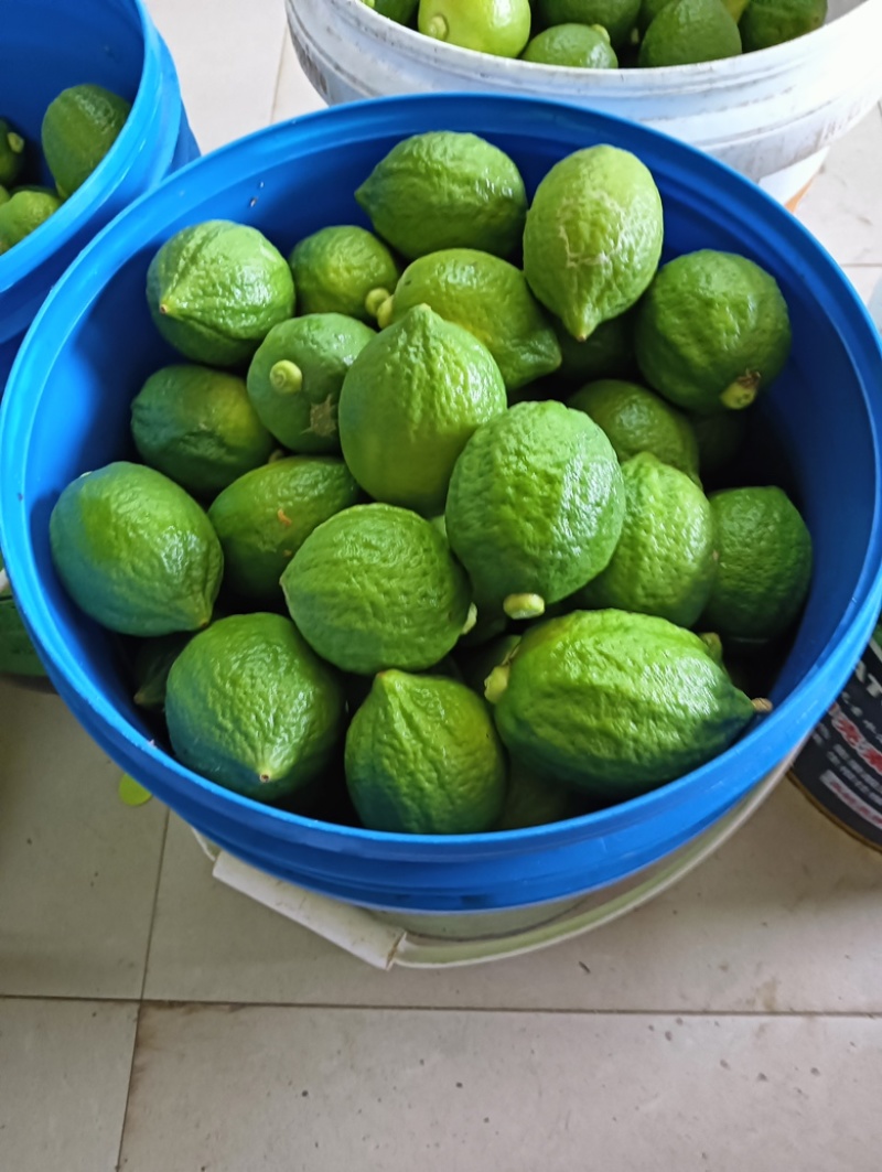 香水柠檬